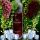 SilberStier - Fresh Grape | 10ml Aroma in 60ml Flasche